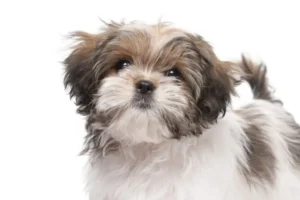 Shih Tzu