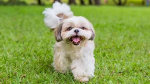 Shih Tzu
